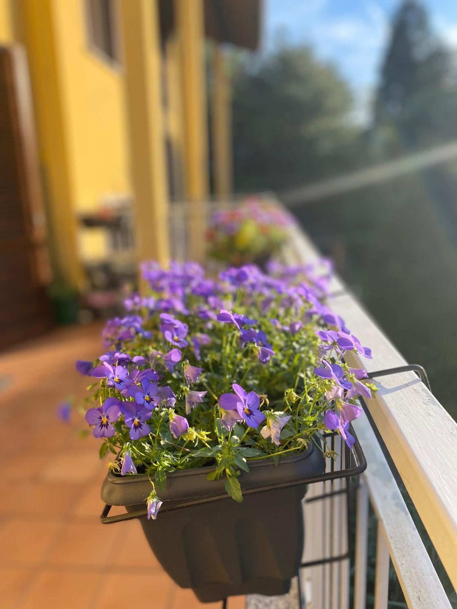 Appartamento Anna Lungo Fiume - Lago Maggiore Sesto Calende Εξωτερικό φωτογραφία